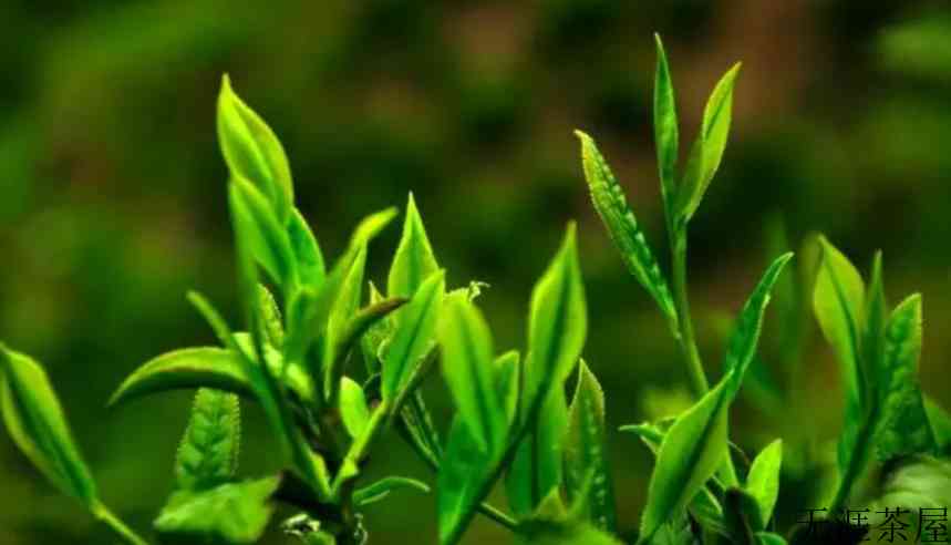 价格不到春茶一半的普洱秋茶，值得入手吗？有转化空间吗？