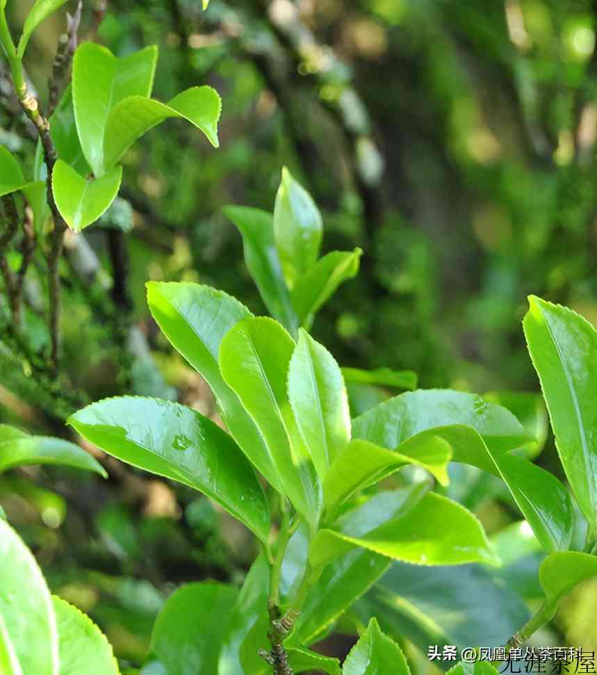 凤凰单丛茶-草兰单丛