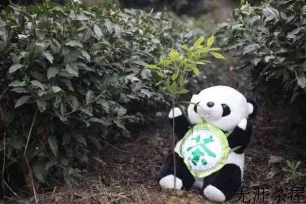 中国最贵茶叶多少钱一斤（目前中国最贵的茶叶排行）