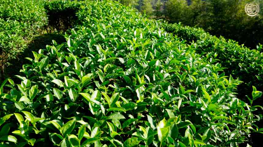 口粮茶和高端茶的区别