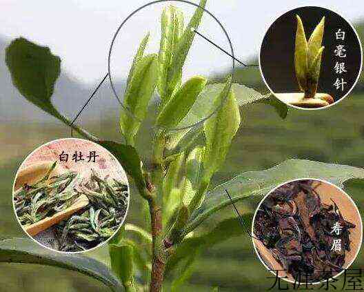 白茶功效和作用有哪些呢