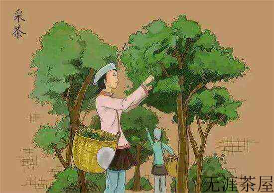 制茶八步骤_制茶工艺流程图