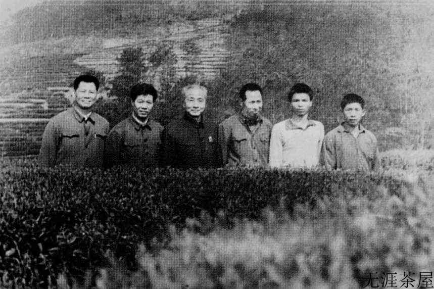 茶界泰斗张天福十大贡献之——梯层茶园表土回沟条垦法