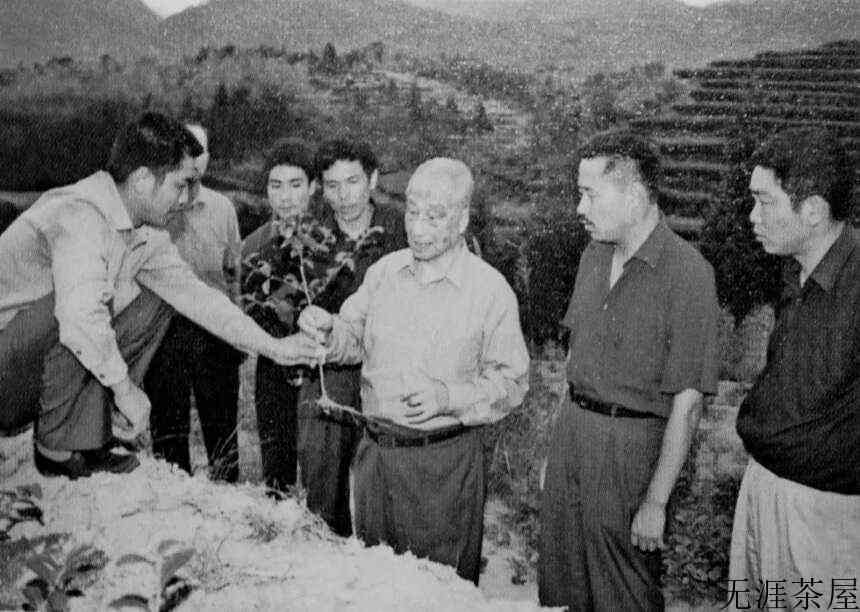 茶界泰斗张天福十大贡献之——梯层茶园表土回沟条垦法