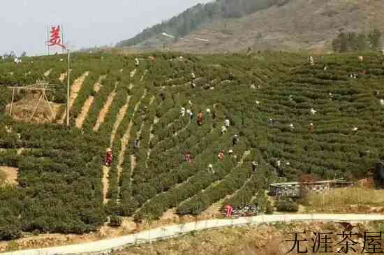 贵州白茶的产地在哪里_贵州哪里的白茶最好？
