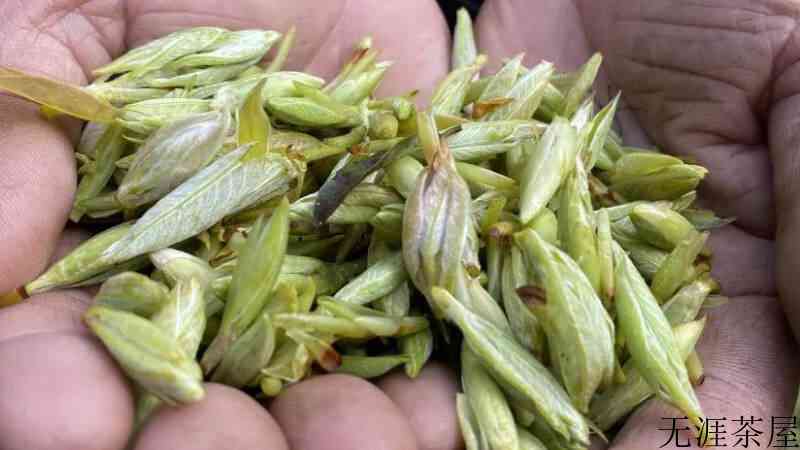 老鹰茶是什么茶