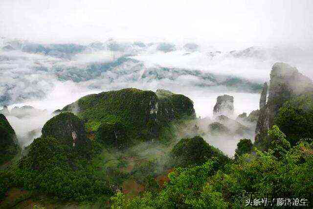 藤茶是茶吗