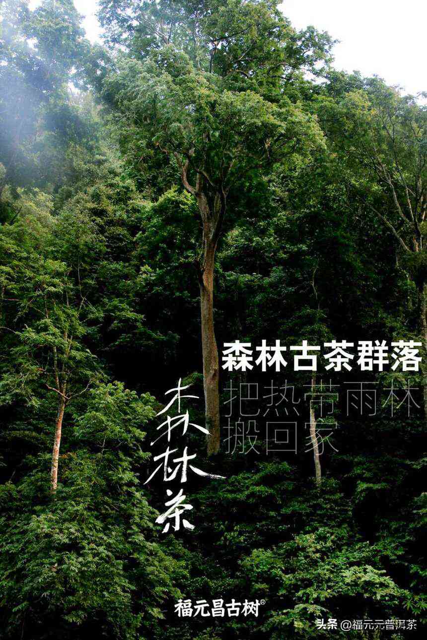 好味道与好未来就藏在“大长腿”源自森林古茶群落