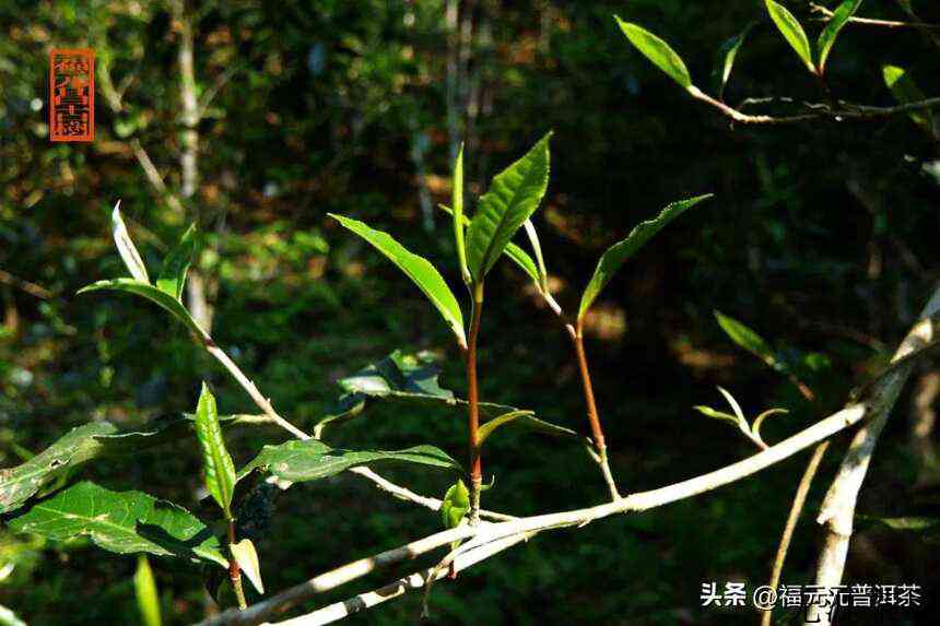 好味道与好未来就藏在“大长腿”源自森林古茶群落