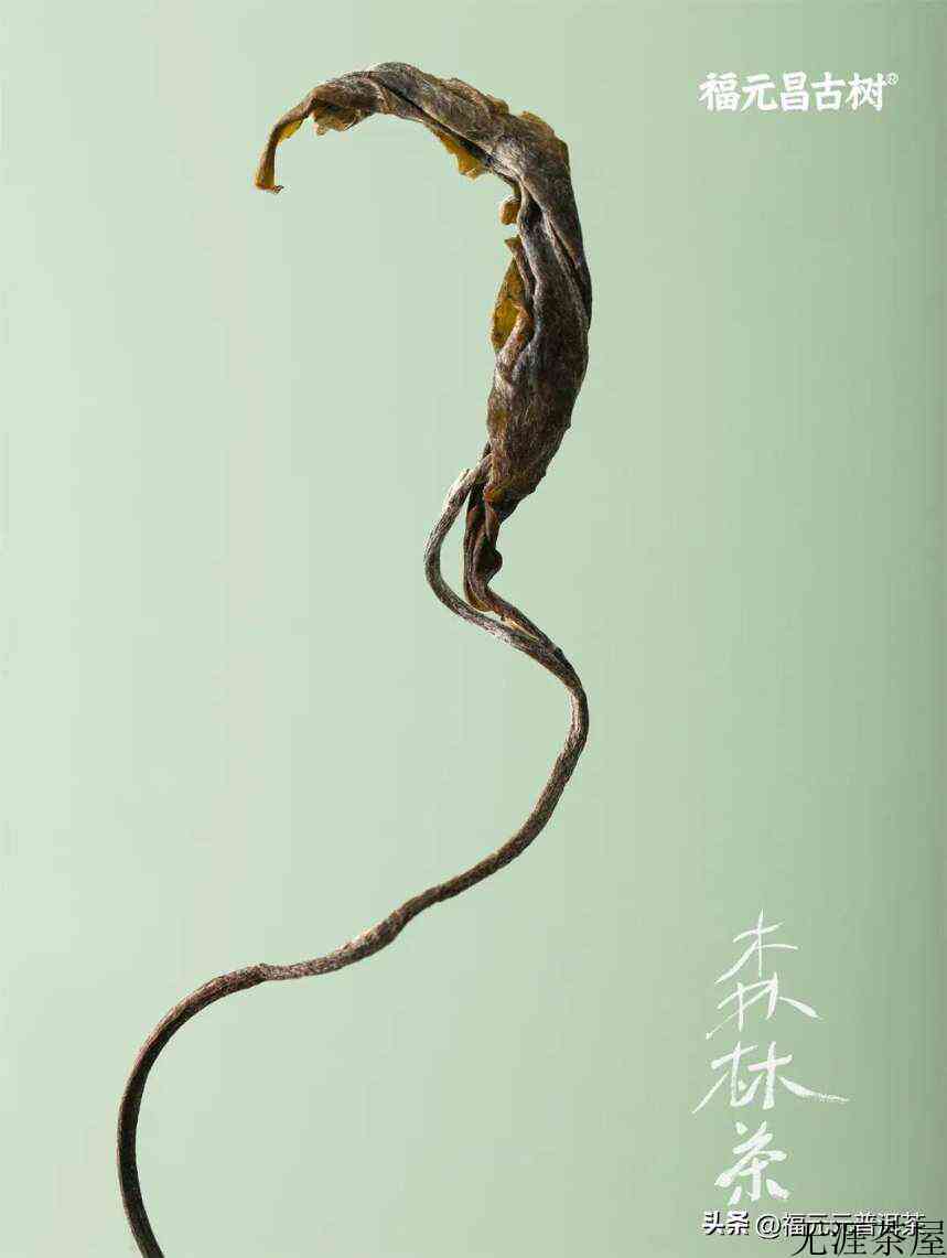 好味道与好未来就藏在“大长腿”源自森林古茶群落