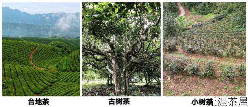 买茶送礼的逻辑和注意事项