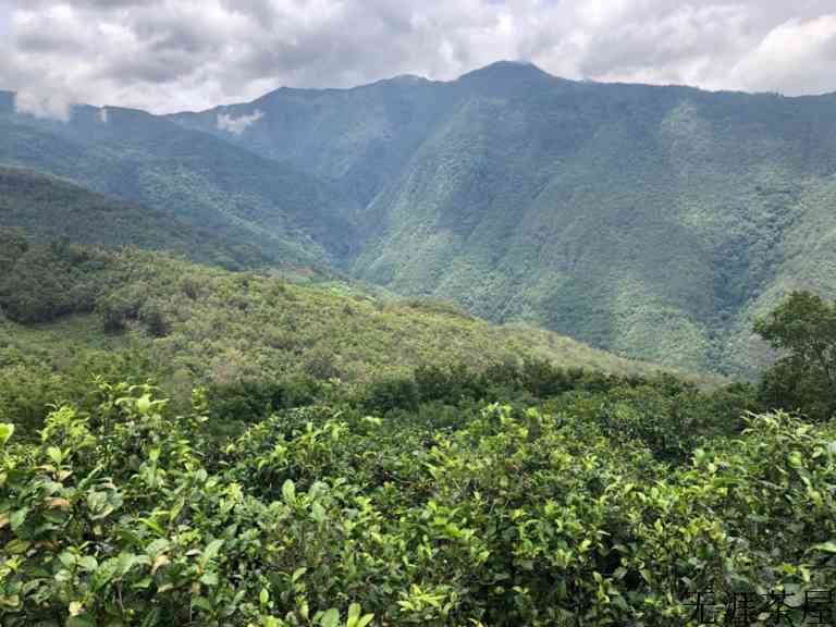 野生古树红茶介绍（古树红茶产地与特点）