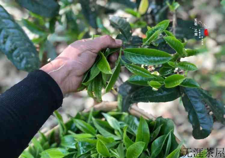 野生古树红茶介绍（古树红茶产地与特点）
