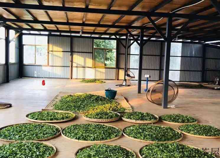 野生古树红茶介绍（古树红茶产地与特点）