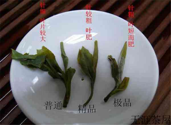 白茶和普洱茶那个好？（白茶和普洱的区别）