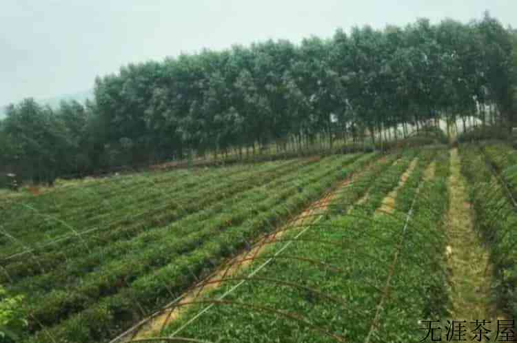 长清茶园在哪里？（长清茶园在哪里）