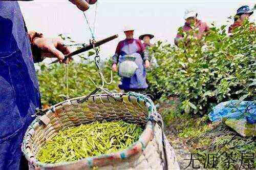 哪家春茶来的早？来温州品乌牛早