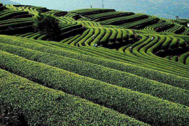 哪家春茶来的早？来温州品乌牛早