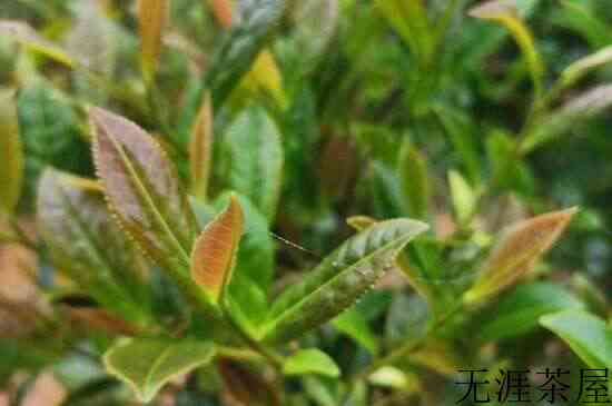 紫芽茶多少钱一斤_普洱紫芽茶价格