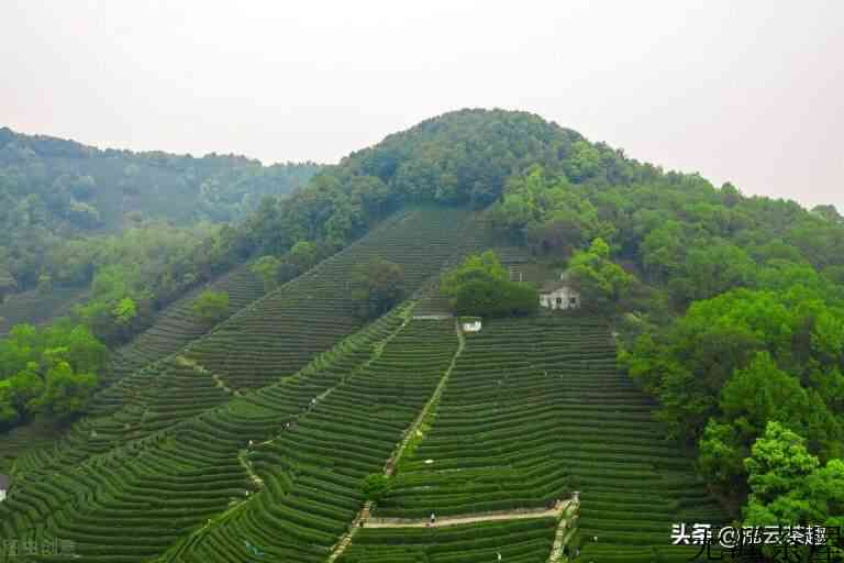 西湖龙井茶知识文化介绍，西湖龙井茶简介介绍