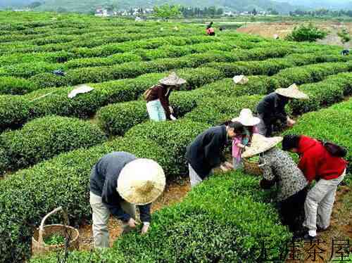 绿茶麻姑茶的功效与作用