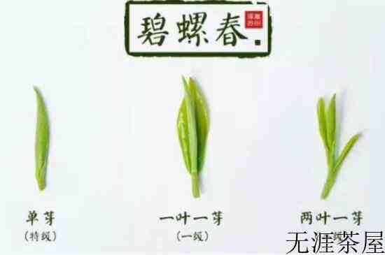 真假碧螺春泡水后区别，苏州洞庭碧螺春怎样鉴别好坏？