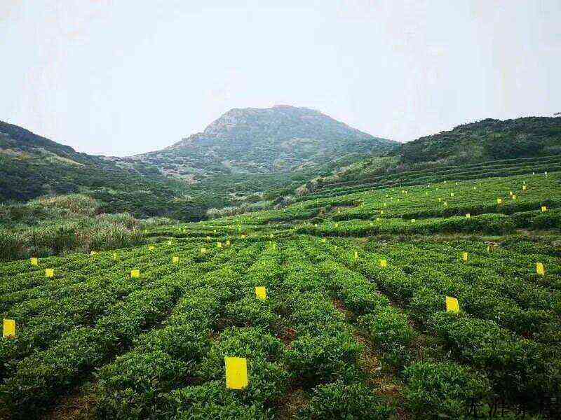 梯层茶园表土回沟条垦法：品牌核心技术，彰显匠人本心