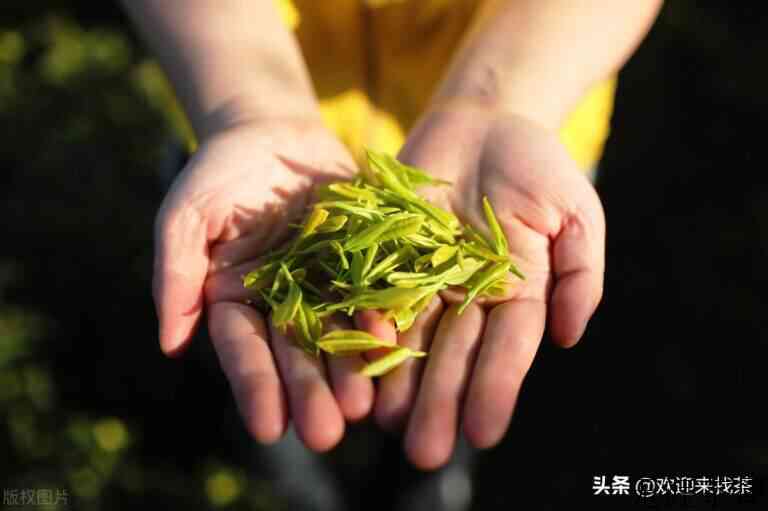 展会上的茶叶能买吗，茶博会上的茶叶怎么样？