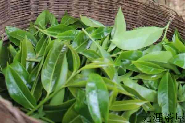 忙肺山古树茶特点_忙肺古树茶属哪个产区