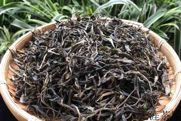 忙肺山古树茶特点_忙肺古树茶属哪个产区