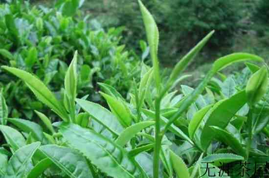 不打农药的茶叶有哪些