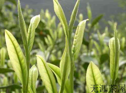 安吉白茶与白茶的区别