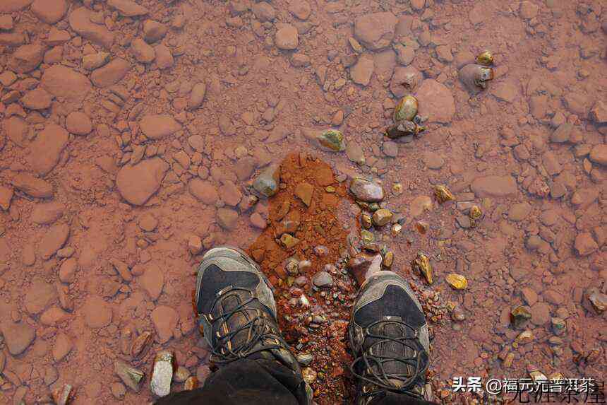 贡茶之美，森林曼松