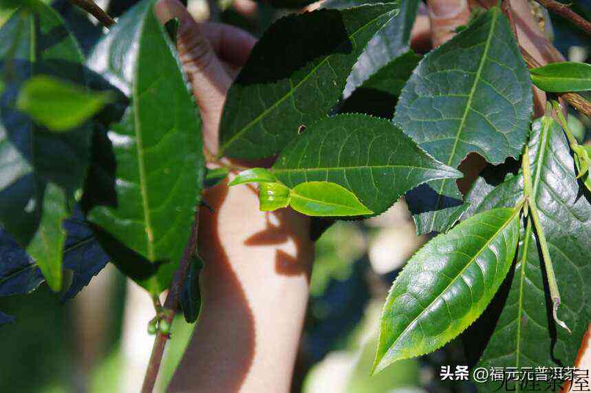 贡茶之美，森林曼松