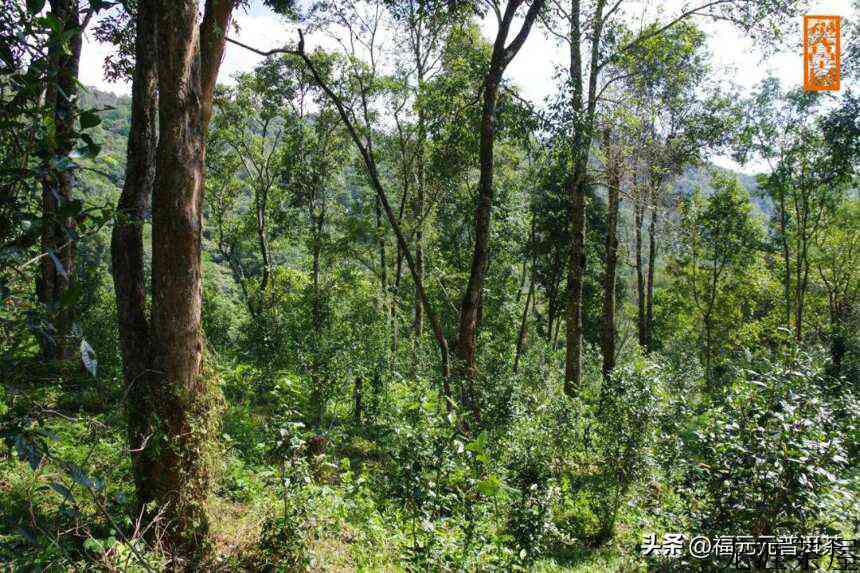 贡茶之美，森林曼松