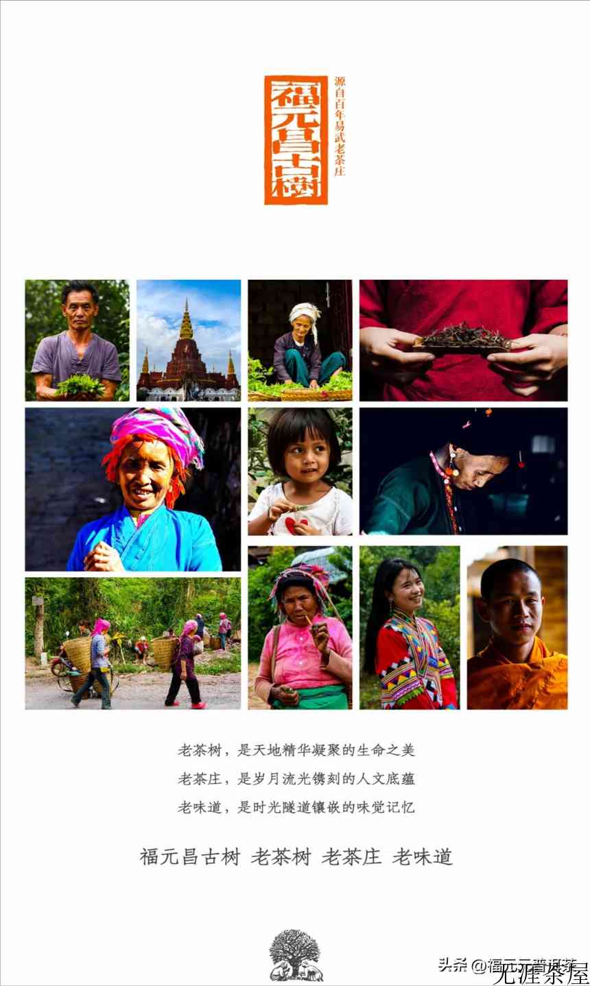 贡茶之美，森林曼松