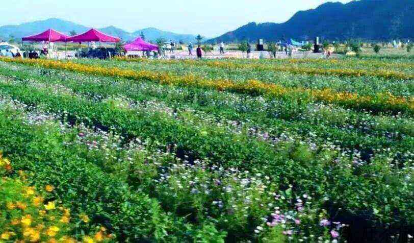 安溪十二茗山游客醉，万千意韵旷怀舒