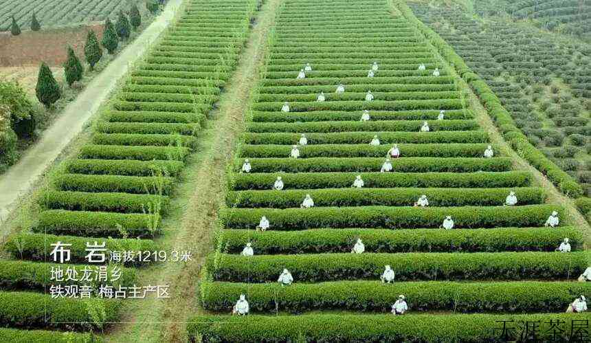 安溪十二茗山游客醉，万千意韵旷怀舒