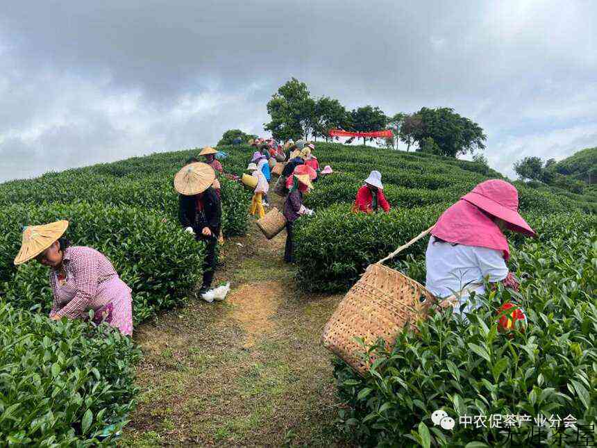 非凡十年丨福建永福：来自“大陆阿里山”的台式乌龙茶