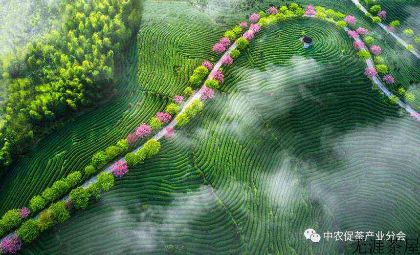 非凡十年丨福建永福：来自“大陆阿里山”的台式乌龙茶