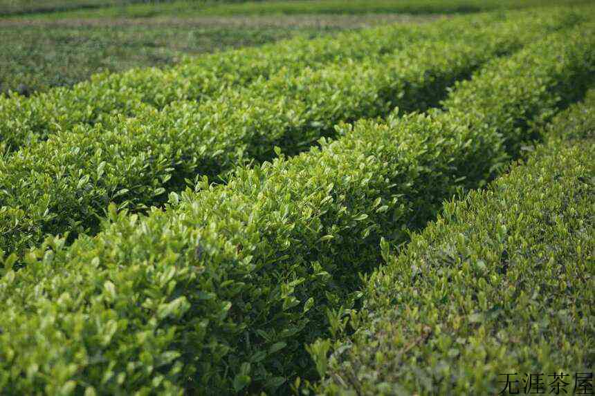 「湖北茶礼」湖北青砖茶——可以喝的“刮油神器”，且越陈越香
