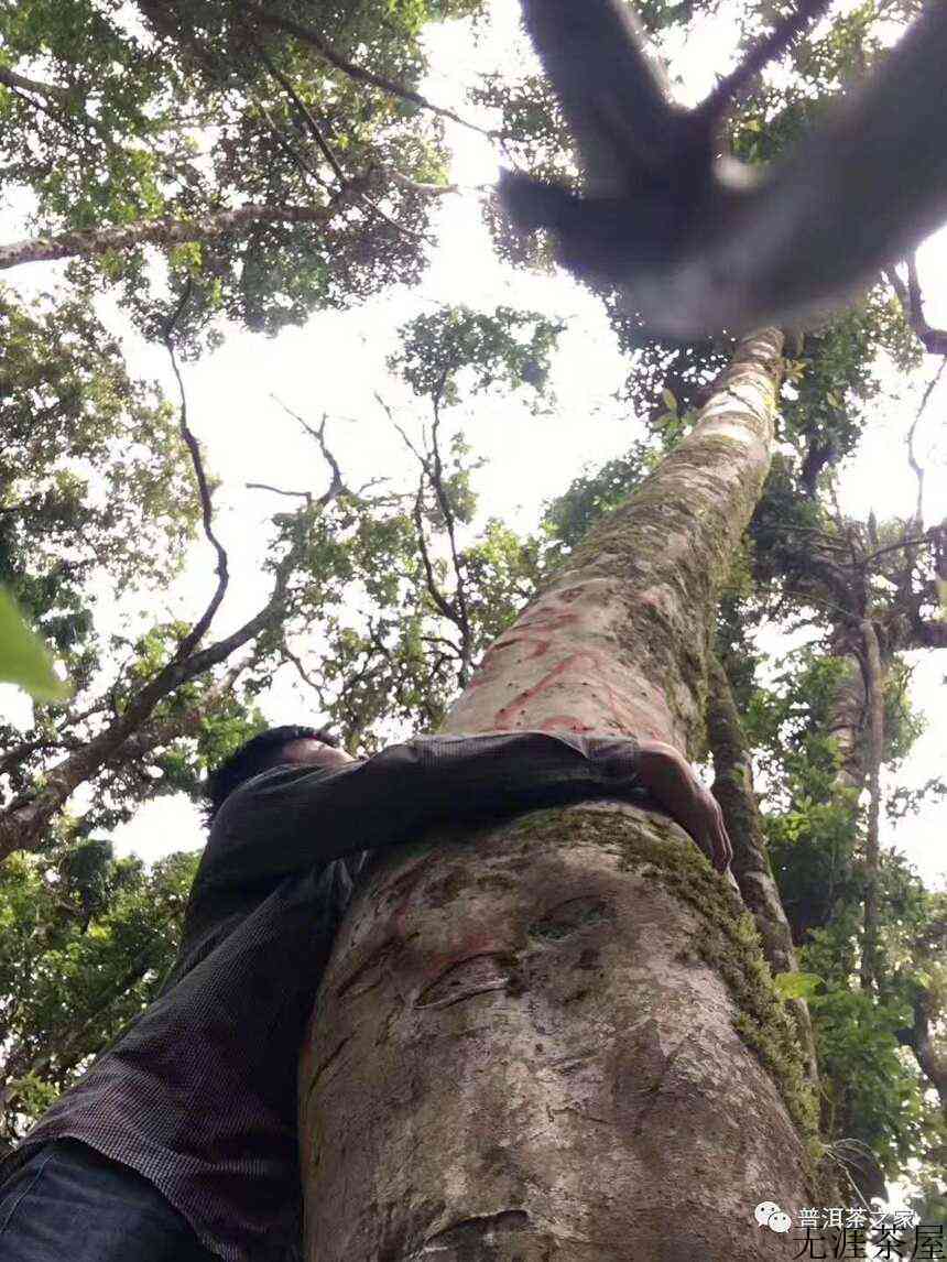 年普洱茶山头古树头春价格表来啦，疫情挡不住买茶的热情？