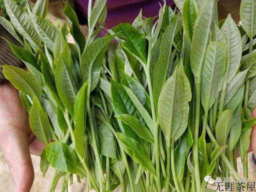 年普洱茶山头古树头春价格表来啦，疫情挡不住买茶的热情？