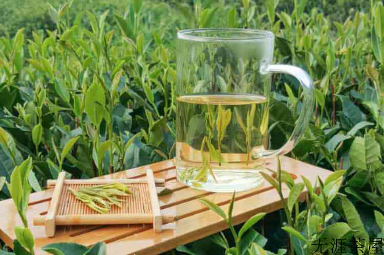 经常喝绿茶却得了癌症_说法错误