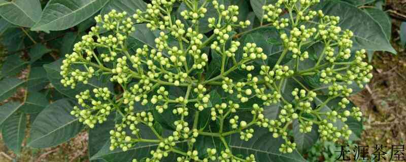 种植茶辣用什么化肥好（种植莲藕用什么化肥）