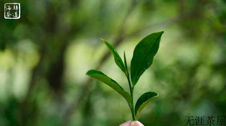 春茶和秋茶哪个好