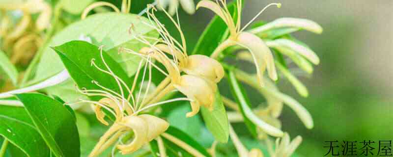 孕妇能喝金银花茶吗（孕妇到底能喝金银花茶吗）