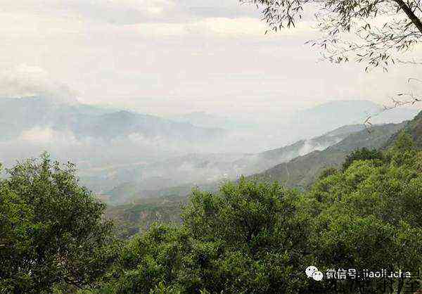 凤凰单丛茶的“山韵味”？