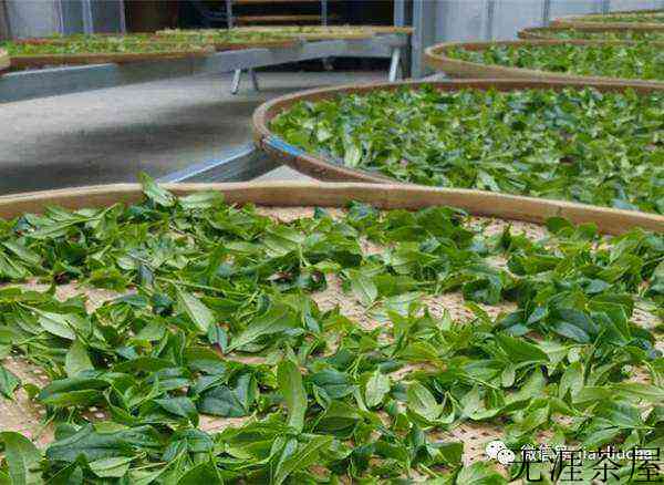 凤凰单丛茶的“山韵味”？