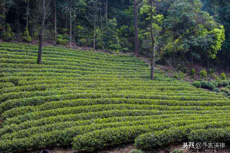 西湖龙井茶贵不贵？
